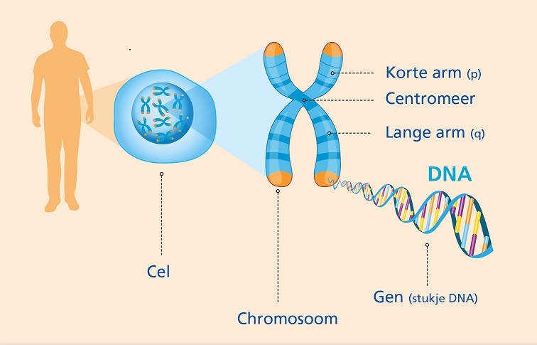 Dna cel, chromosoom, gen